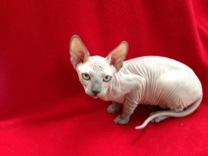 Striking Difference Between A Sphynx Cat And A Flamepoint Ragdoll