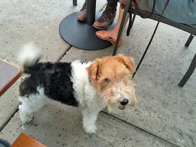 Dogs Welcome At Solbar In Calistoga